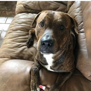 Meet your Posher, Ginger